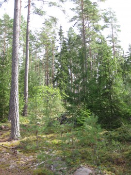 Kontinuitetsskogsbruk i ormeshaga